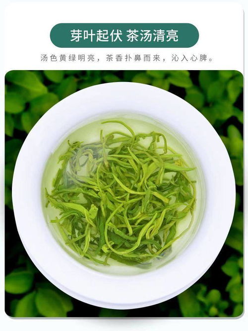 品鑒碧螺春2021新茶 高山云霧中的濃香珍品與批發機遇